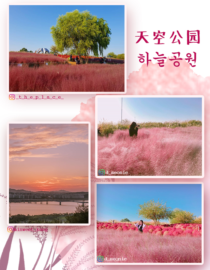 [主题频道] 不止红叶! 秋天也应该是粉红粉红~ 首尔京畿粉黛乱子草圣地